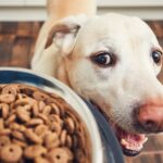 potrzeby żywieniowe dla psów dużych ras