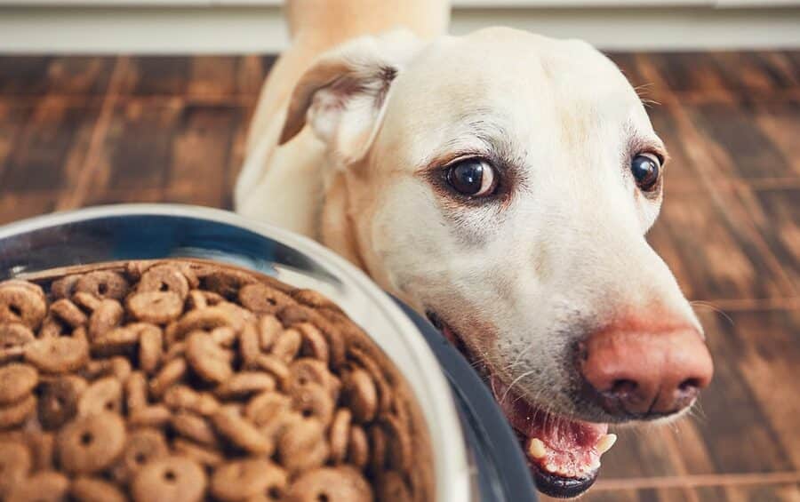 potrzeby żywieniowe dla psów dużych ras