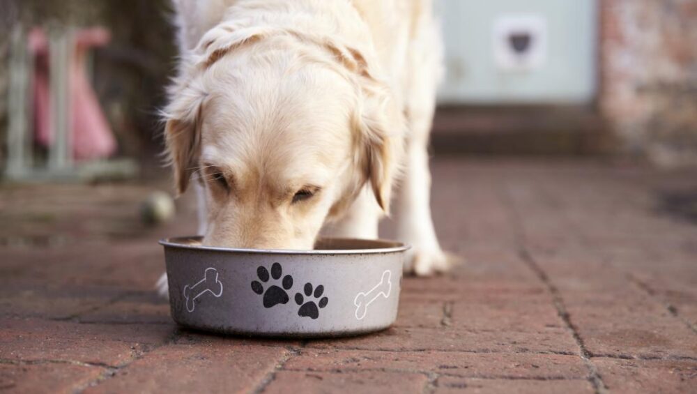Żywność która może szkodzić psu