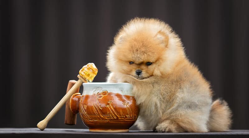 Czy psy mogą jeść miód? Możesz o to zapytać, ponieważ chcesz dać swojemu futrzanemu przyjacielowi smak tego słodkiego, lepkiego jedzenia. Ludzie mogą jeść miód, więc czy jedzenie jest bezpieczne dla psów?
