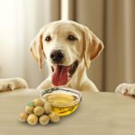 Czy psy mogą jeść oliwę z oliwek