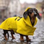 Jak chronić psa przed deszczem