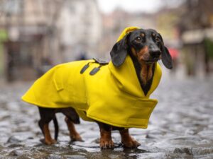 Jak chronić psa przed deszczem