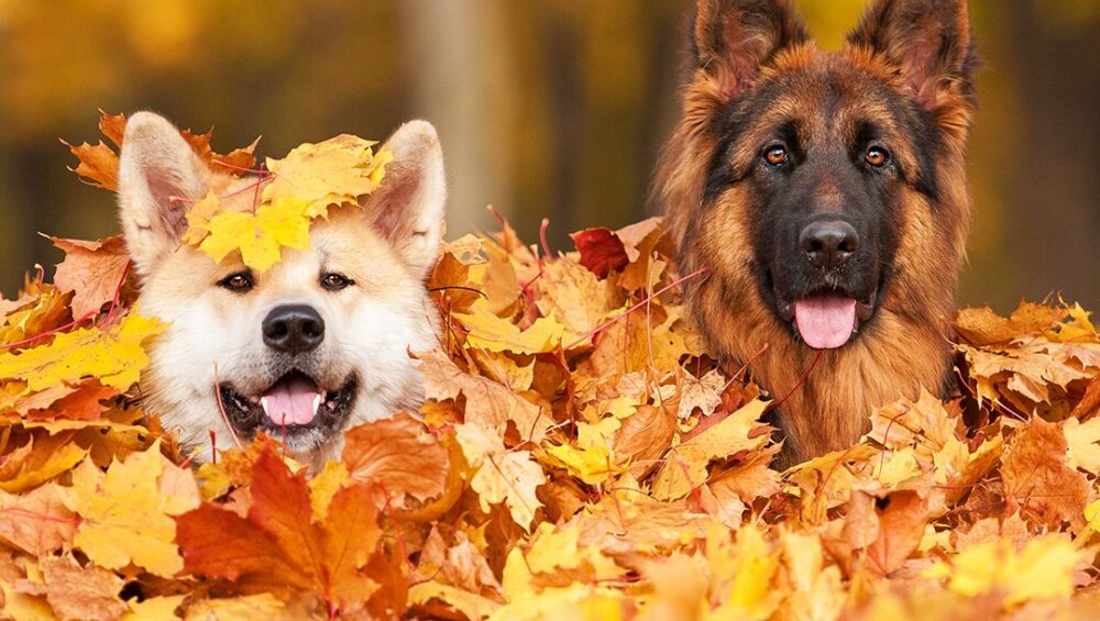 pies i jesień