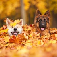 pies i jesień