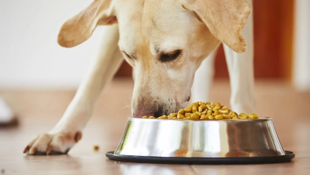 7 składników, których należy unikać w karmie dla psów 