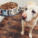 hipoalergiczna karma dla psów