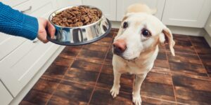 hipoalergiczna karma dla psów