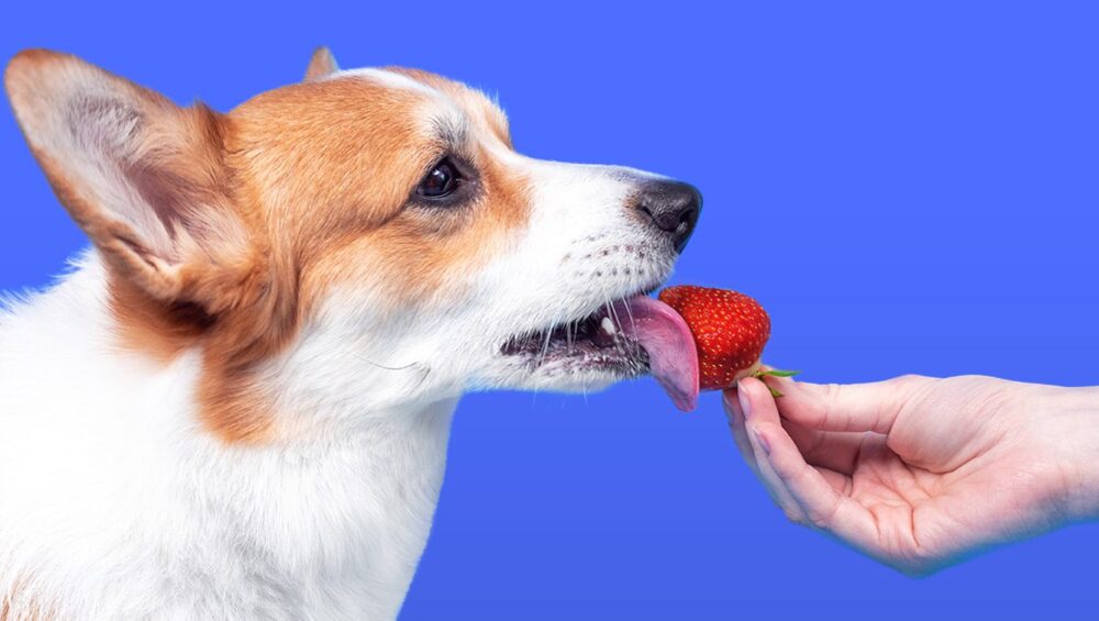 Czy pies może jeść truskawki