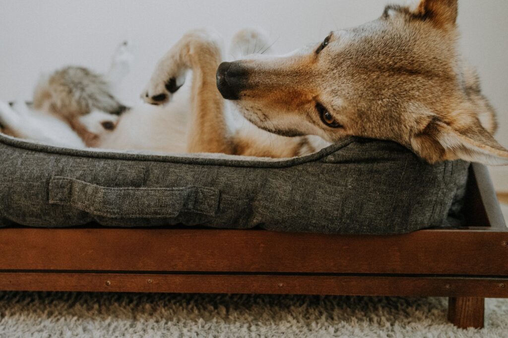 łóżko dla psa