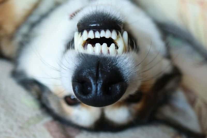 Ile zębów ma pies
