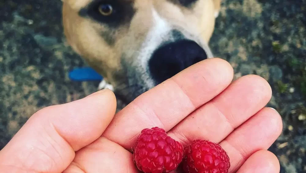 Czy pies może jeść maliny