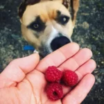 Czy pies może jeść maliny