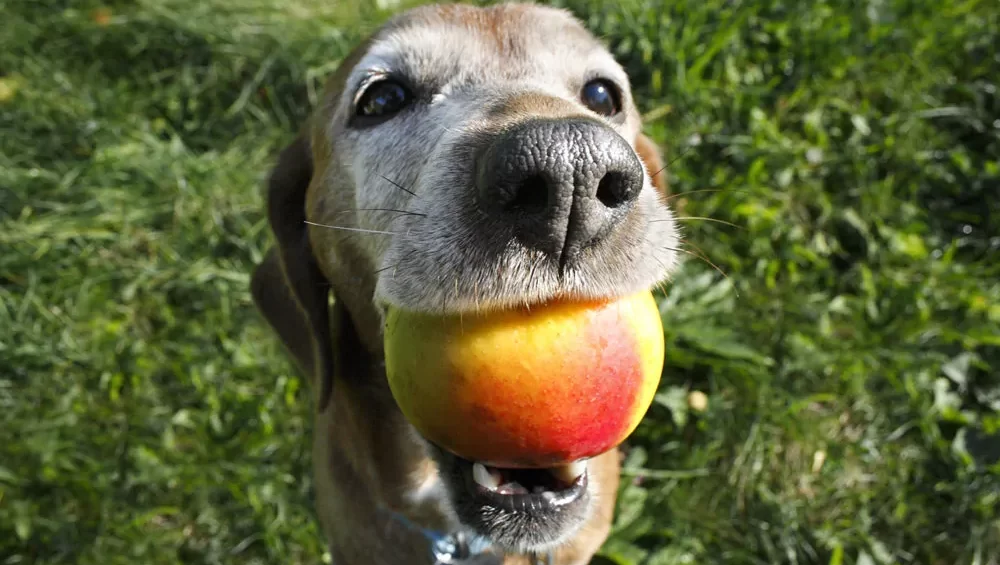 Czy pies może jeść nektarynki