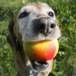 Czy pies może jeść nektarynki