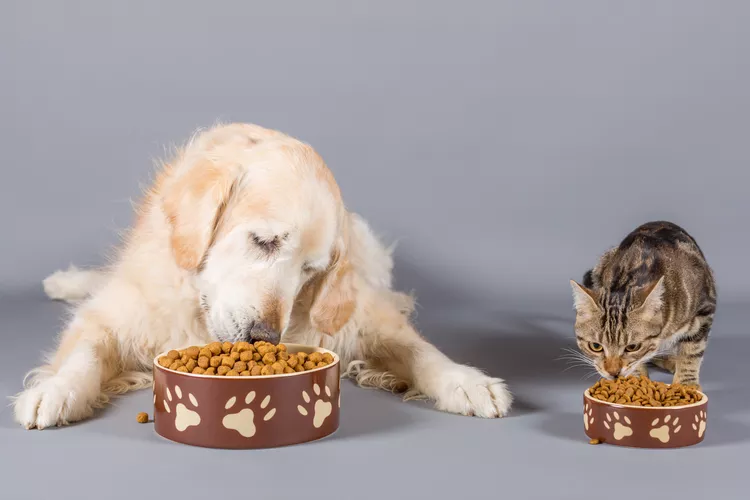 Czy psy mogą jeść karmę dla kotów