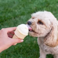 Czy psy mogą jeść lody