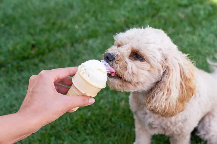 Czy psy mogą jeść lody