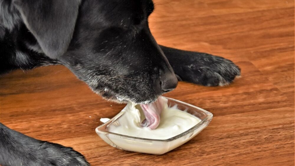 Czy psy mogą jeść jogurt