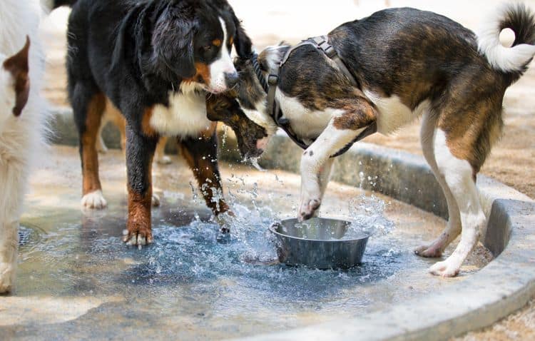 Czy psy mogą pić ze wspólnych misek na wodę