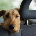 Podróżowanie z psem lub szczeniakiem podczas wycieczki samochodowej
