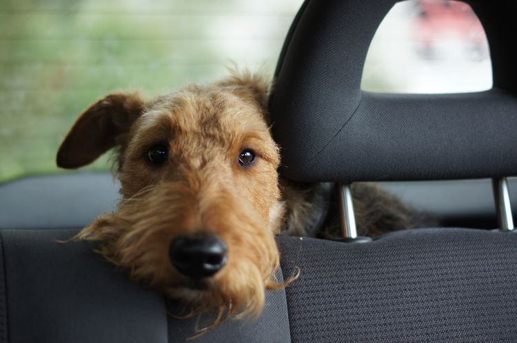 Podróżowanie z psem lub szczeniakiem podczas wycieczki samochodowej