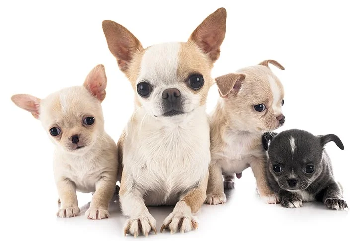 Chihuahua charakterystyka