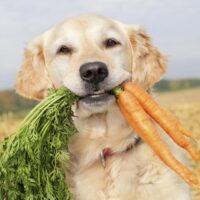 czy pies może jeść marchewkę