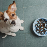 Dlaczego Twój pies nie powinien jeść zbyt szybko i jak je spowolnić